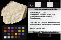 Foto (Objket + Etiketten) von Goniodromites bidentatus (Reuss, 1859) 